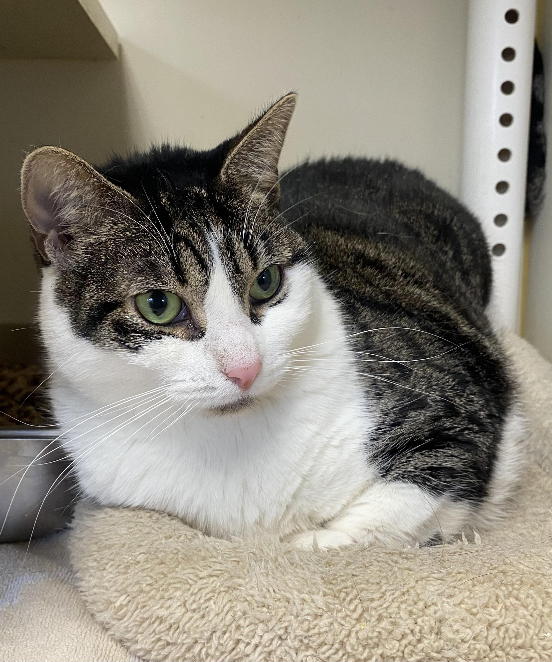 Patti, Adoptable, Adult Female Domestic Short Hair.