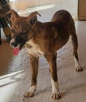 Caper, a Adoptable Mixed Breed in Port Chester, NY image 1/4