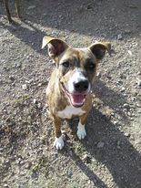 Caper, a Adoptable Mixed Breed in Port Chester, NY image 2/4