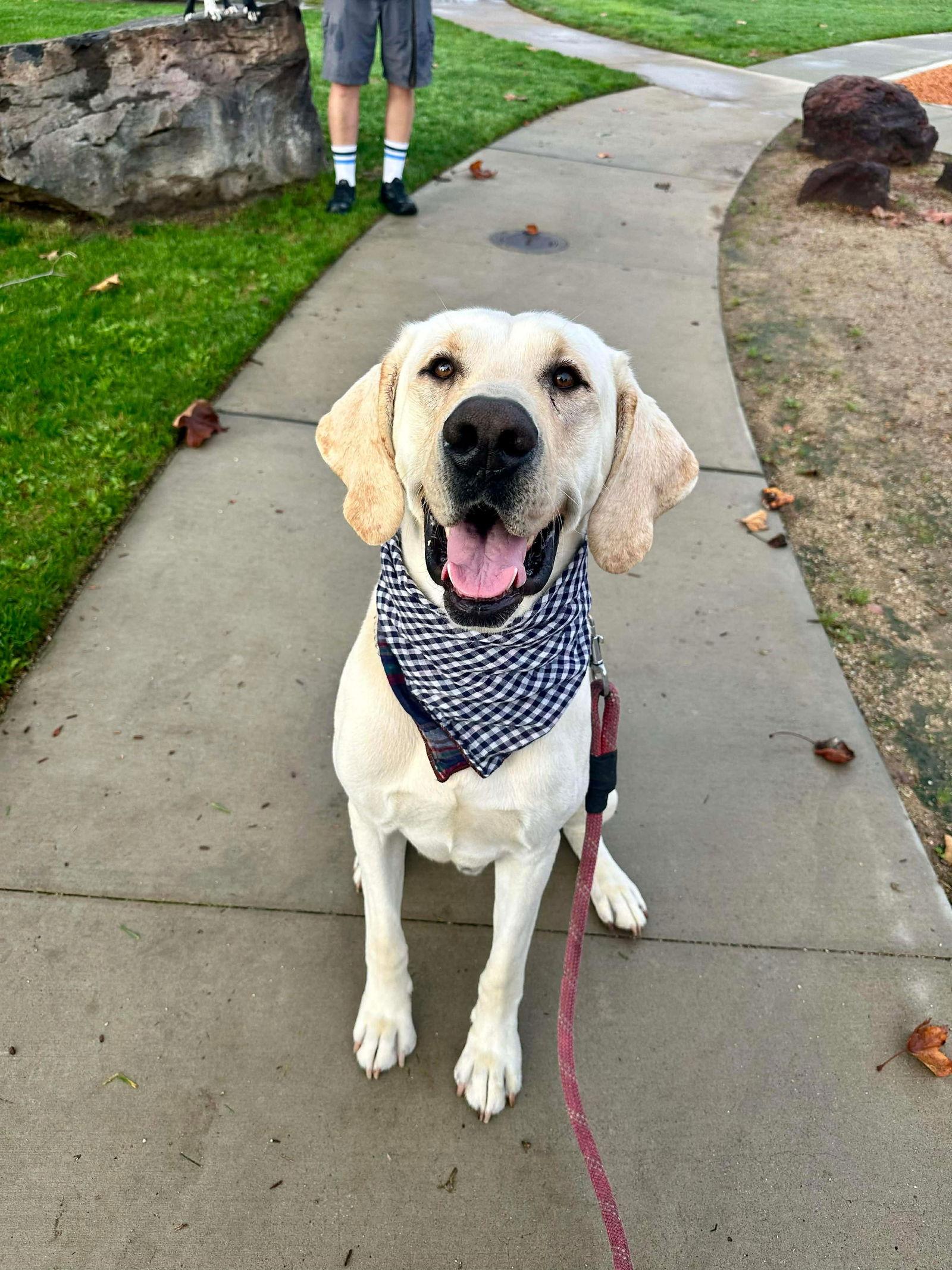 Cletus aka Becker, Adoptable, Adult Male Labrador Retriever.