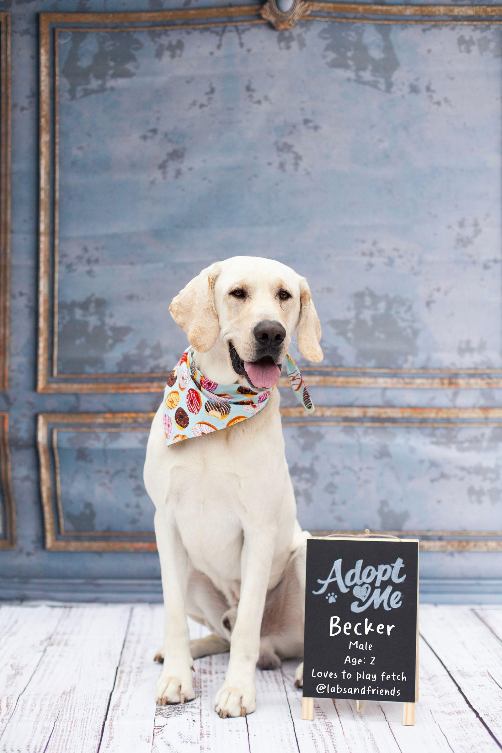Enlarge Cletus aka Becker, a Adoptable Labrador Retriever in San Diego, CA image 2/3