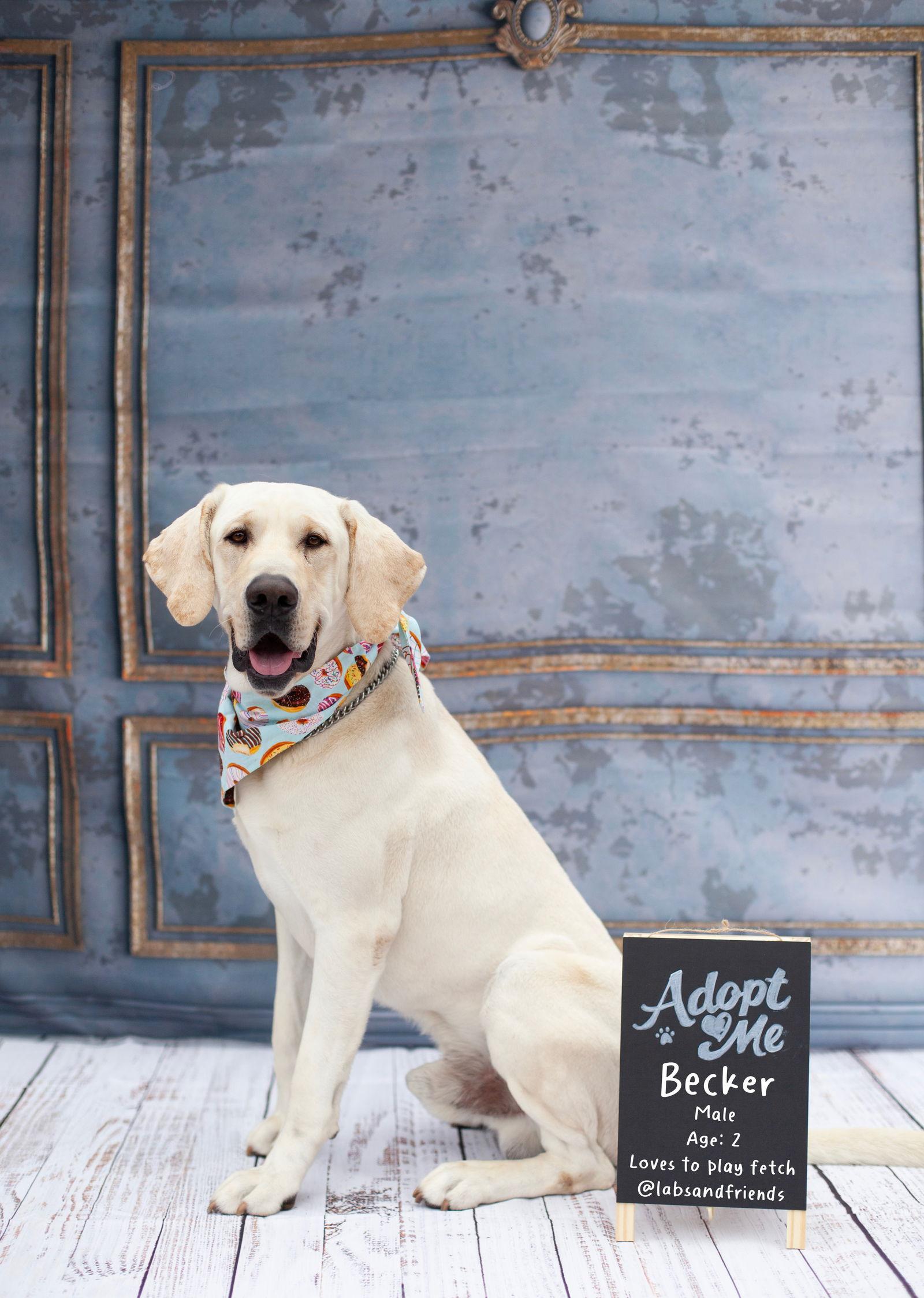 Enlarge Cletus aka Becker, a Adoptable Labrador Retriever in San Diego, CA image 3/3