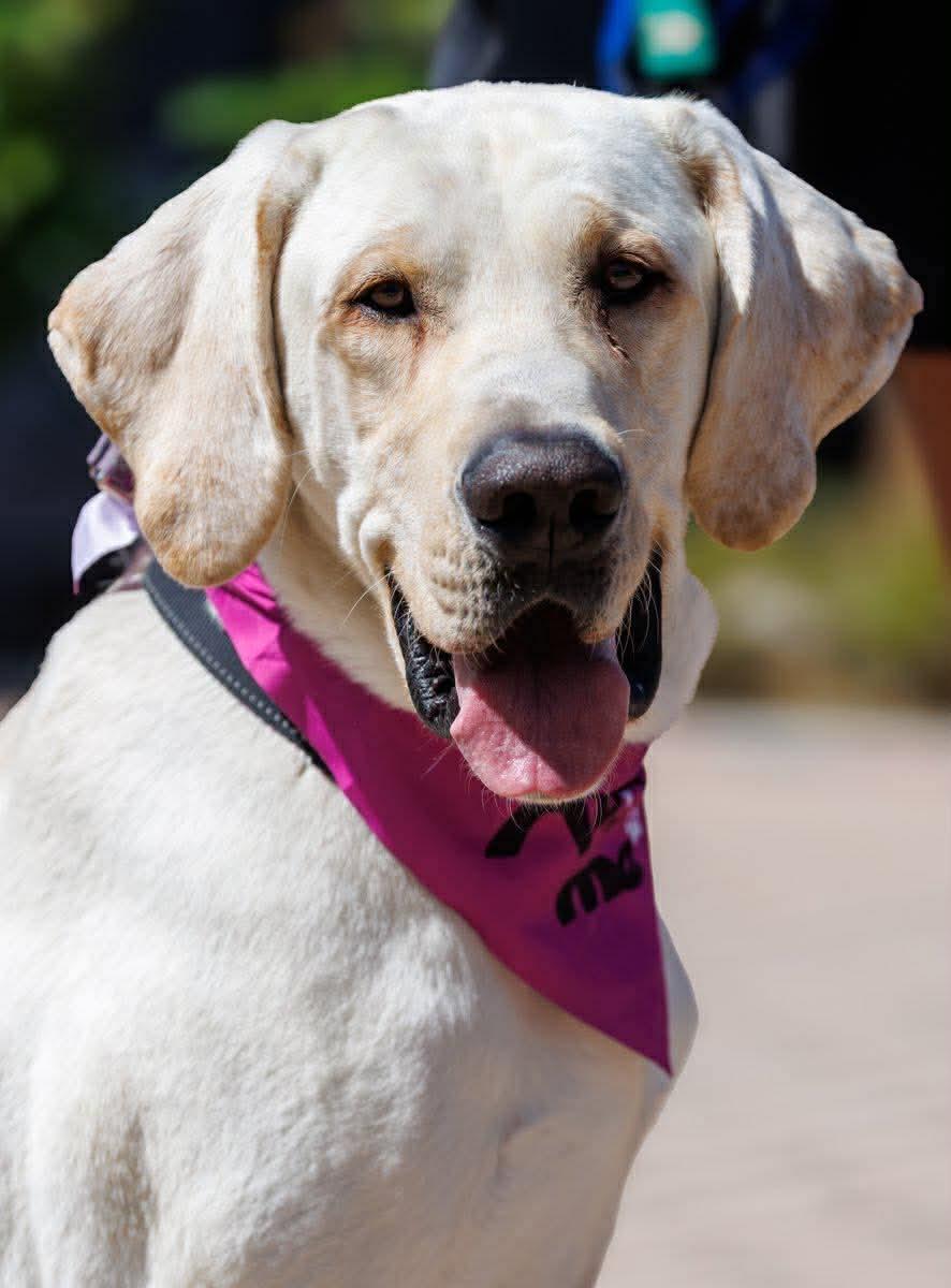 Enlarge Cletus aka Becker, a Adoptable Labrador Retriever in San Diego, CA image 3/3