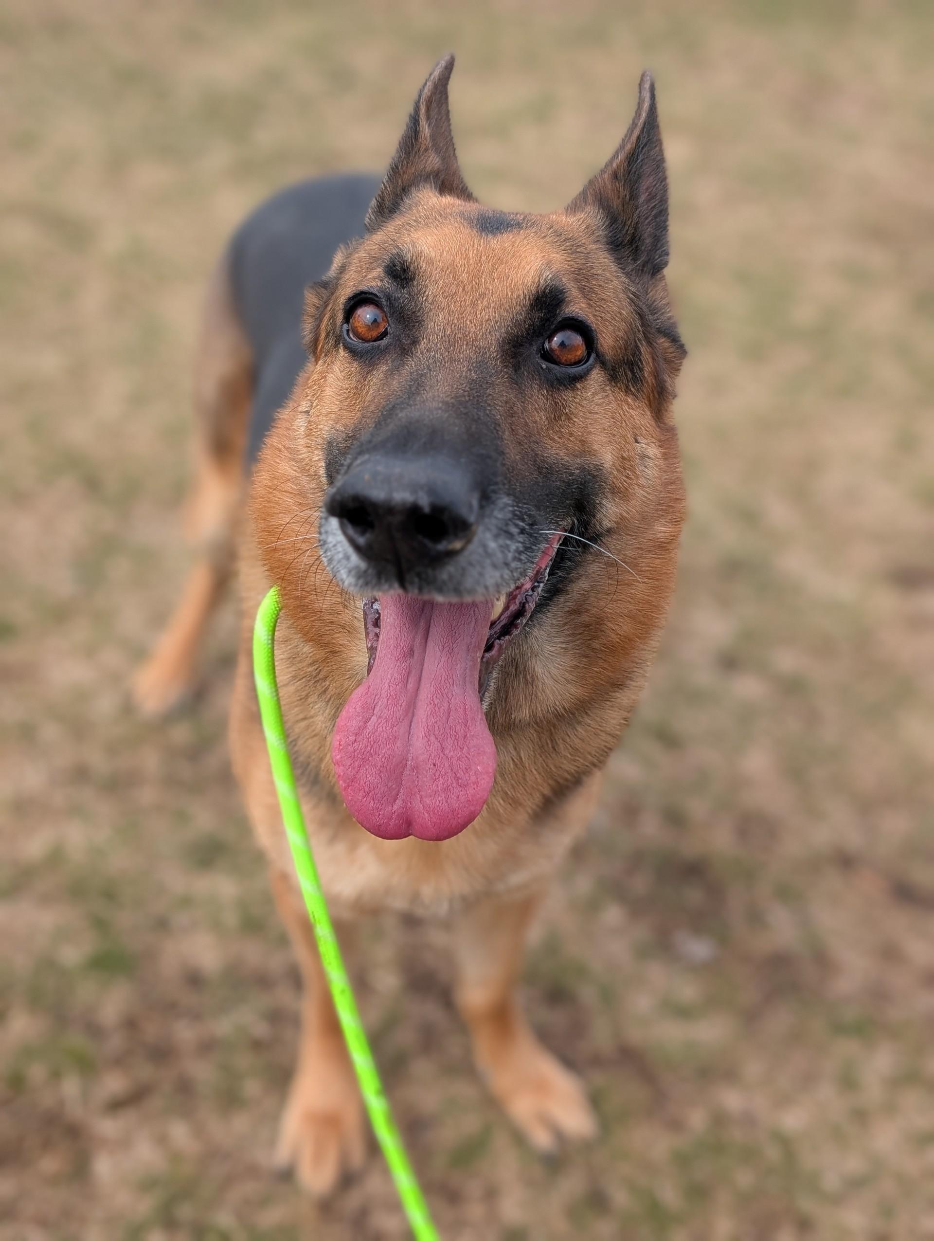 Moose — thumbnail 2