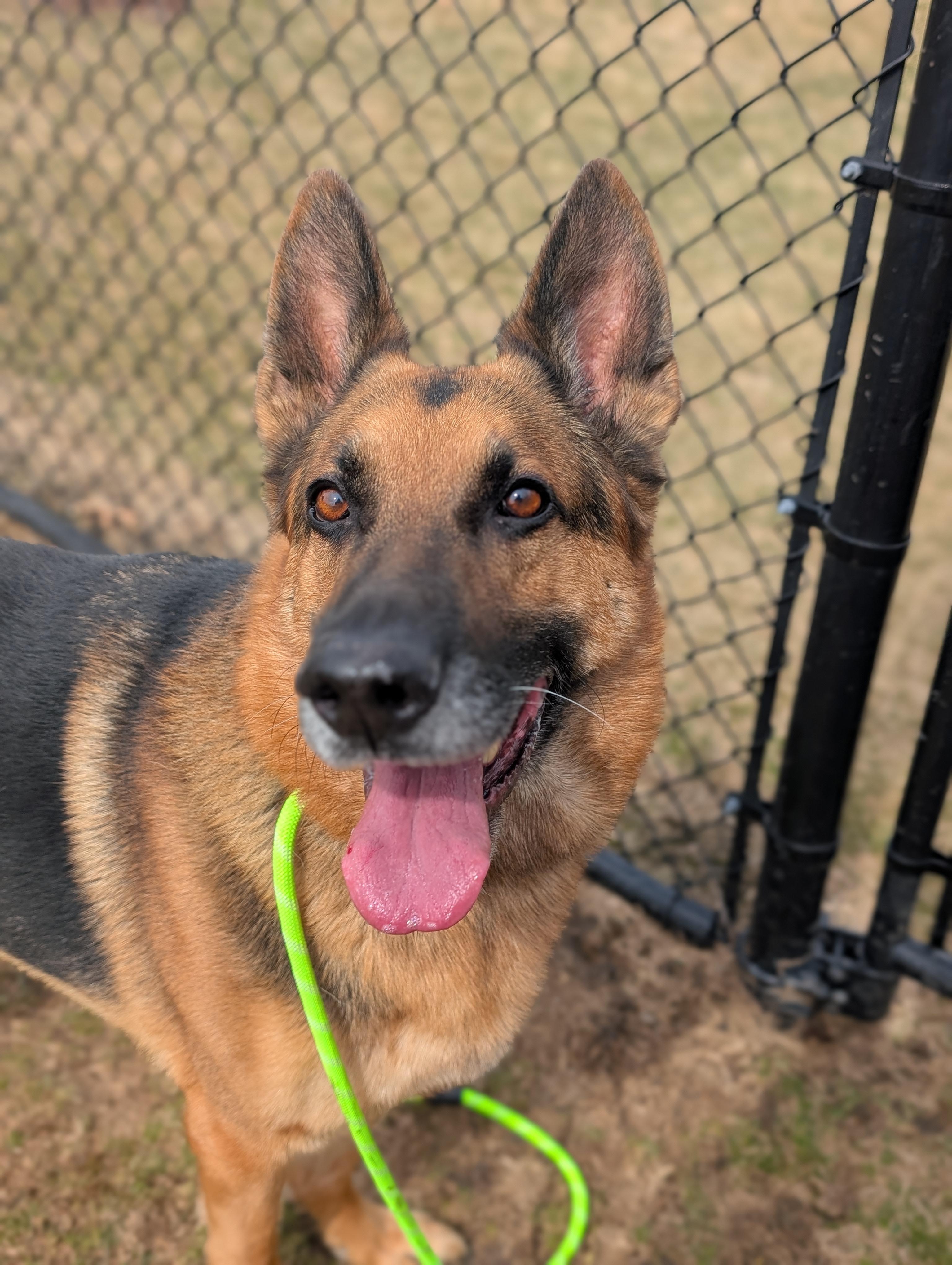 Moose — thumbnail 3