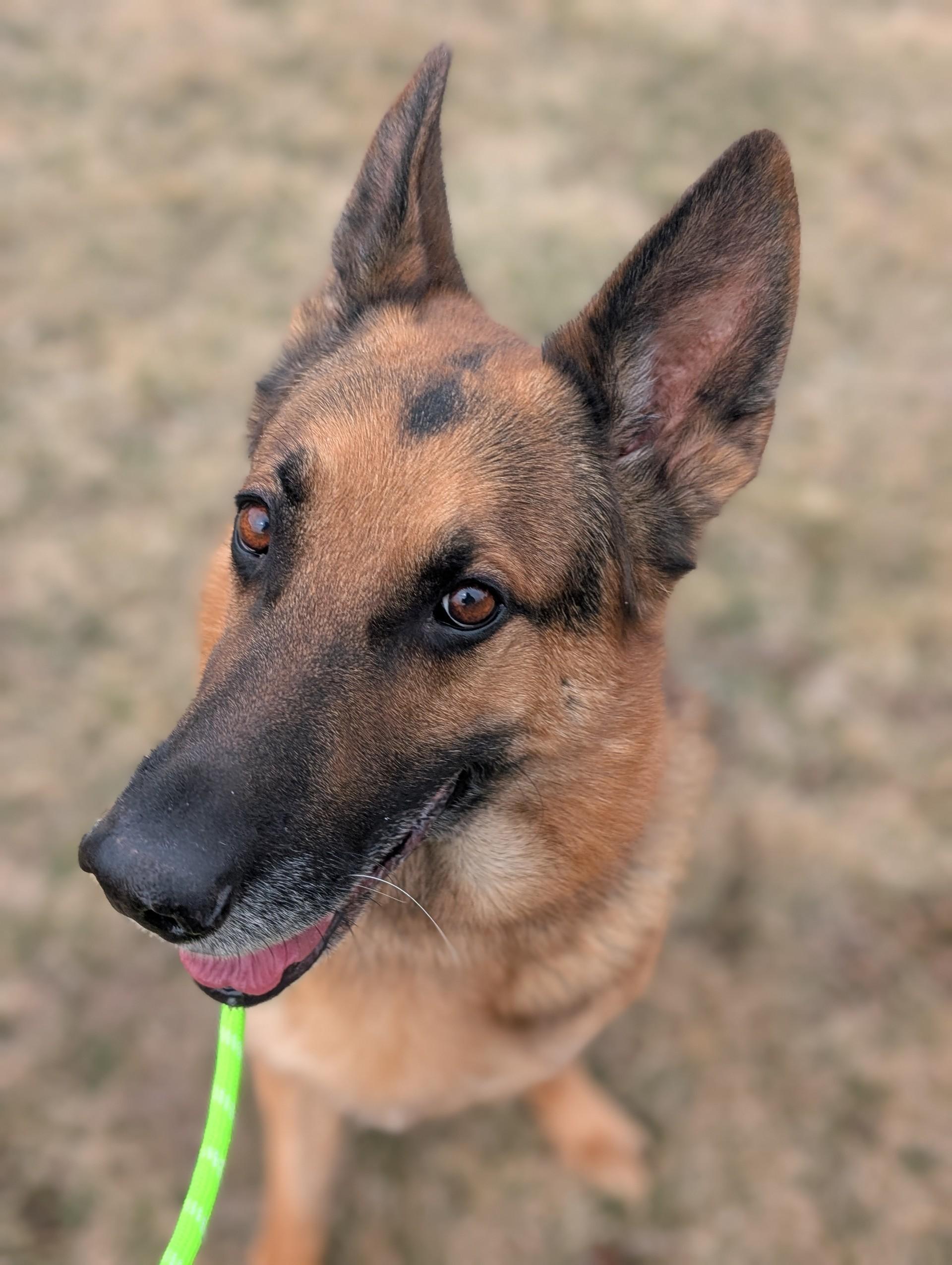 Moose — thumbnail 4