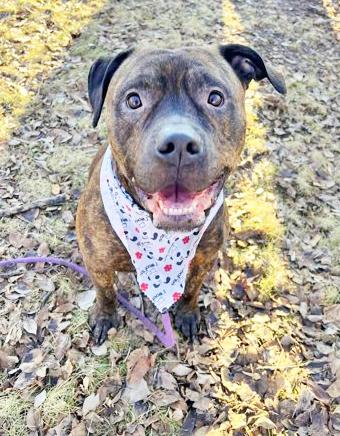 Duke-LAP DOG! Loves to hangout and chill, Adoptable, Adult Male Mixed Breed.