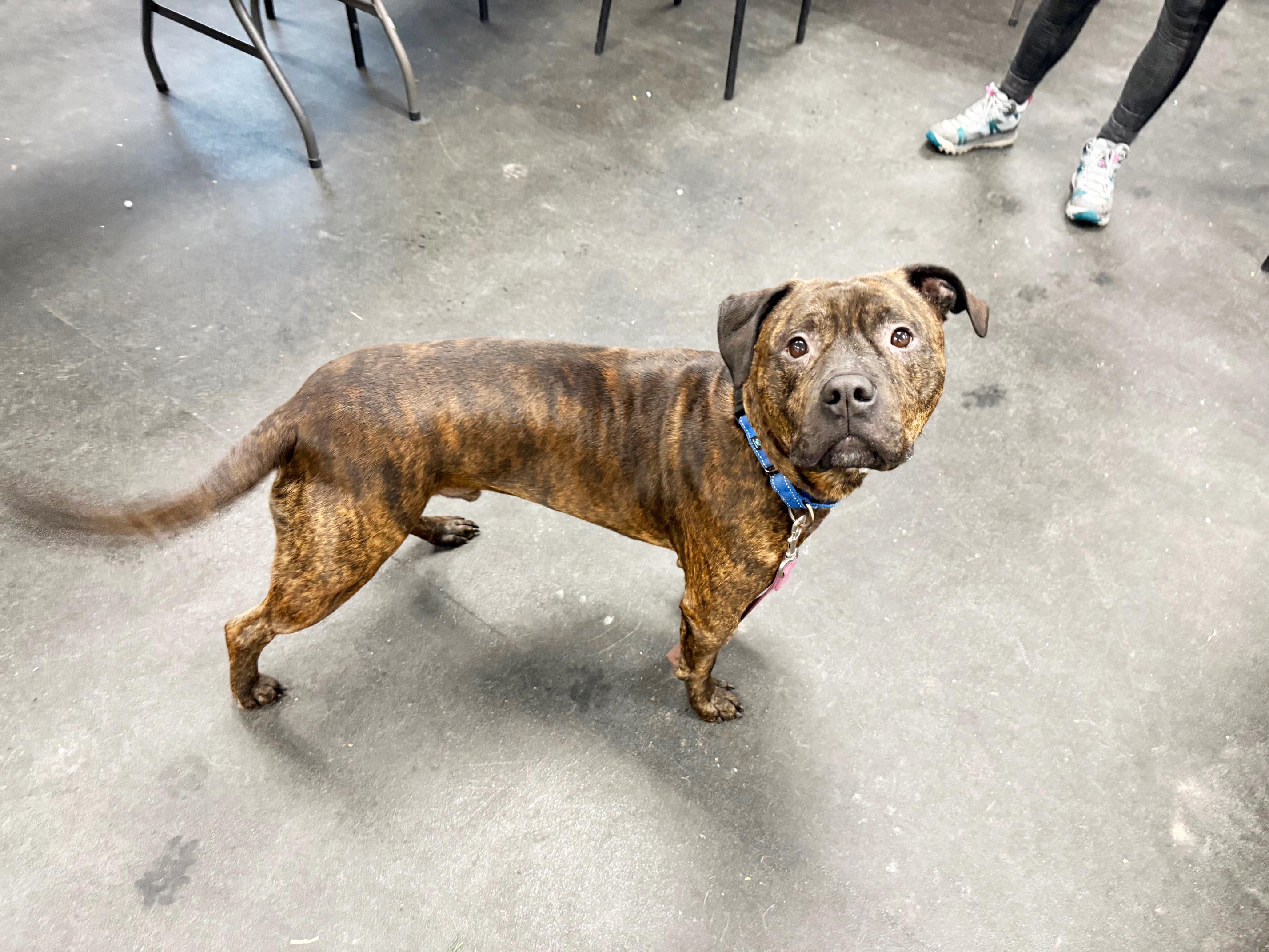 Enlarge Duke-LAP DOG! Loves to hangout and chill, a Adoptable mixed breed in Oshkosh, WI image 5/6