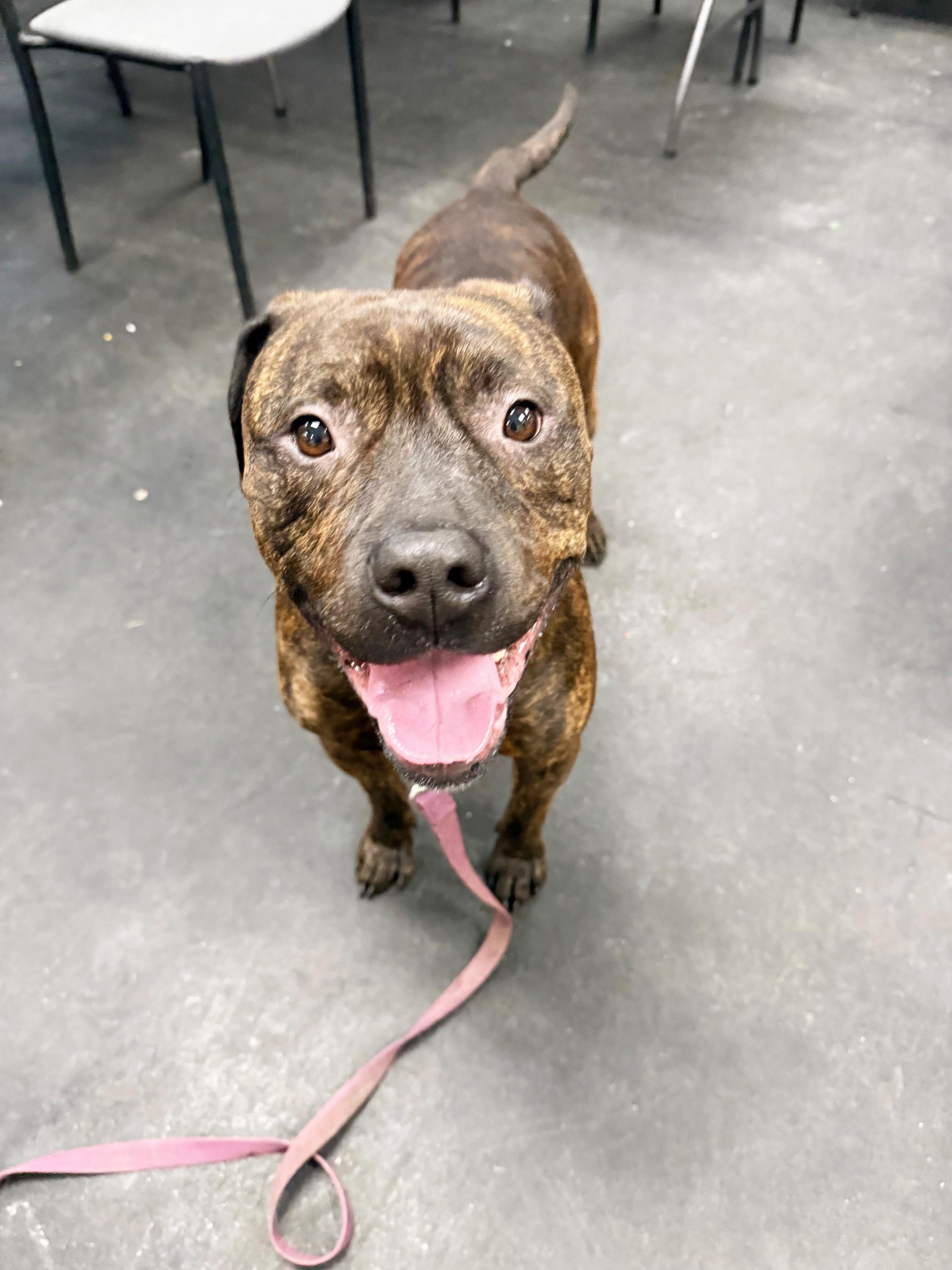 Enlarge Duke-LAP DOG! Loves to hangout and chill, a Adoptable mixed breed in Oshkosh, WI image 3/6