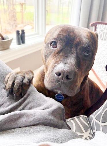 Duke-LAP DOG! Loves to hangout and chill, a Adoptable mixed breed in Oshkosh, WI image 3/6