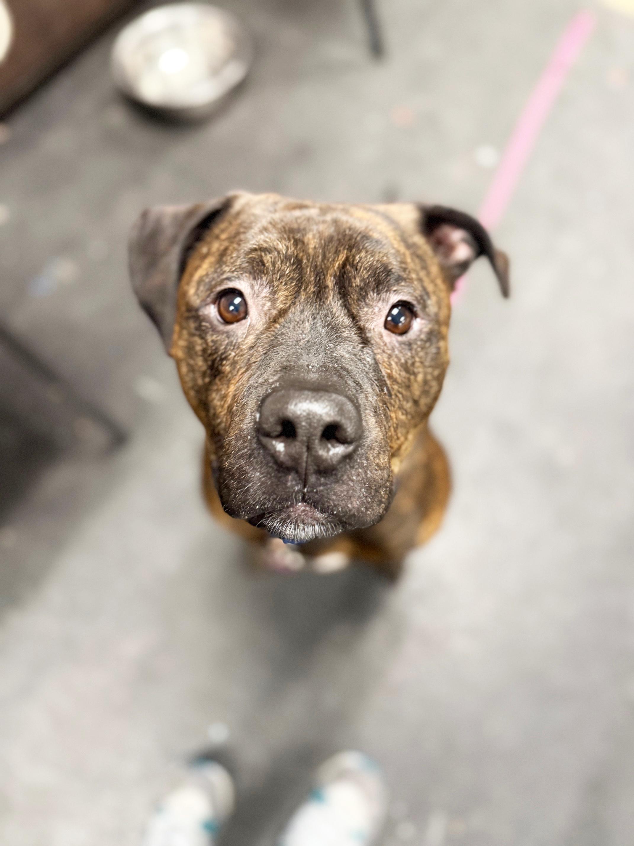 Enlarge Duke-LAP DOG! Loves to hangout and chill, a Adoptable mixed breed in Oshkosh, WI image 1/6