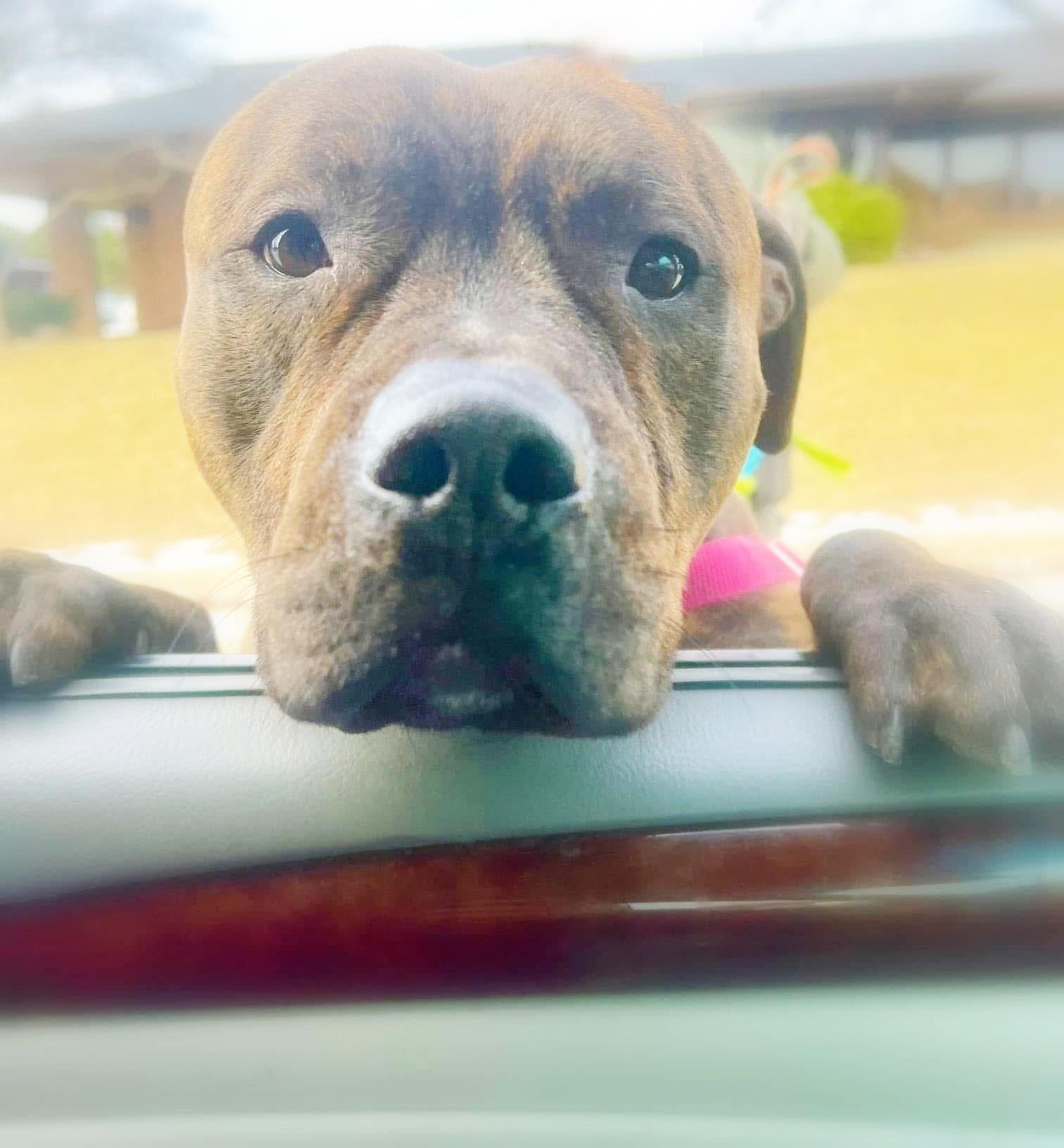 Duke-LAP DOG! Loves to hangout and chill, a Adoptable mixed breed in Oshkosh, WI image 5/6