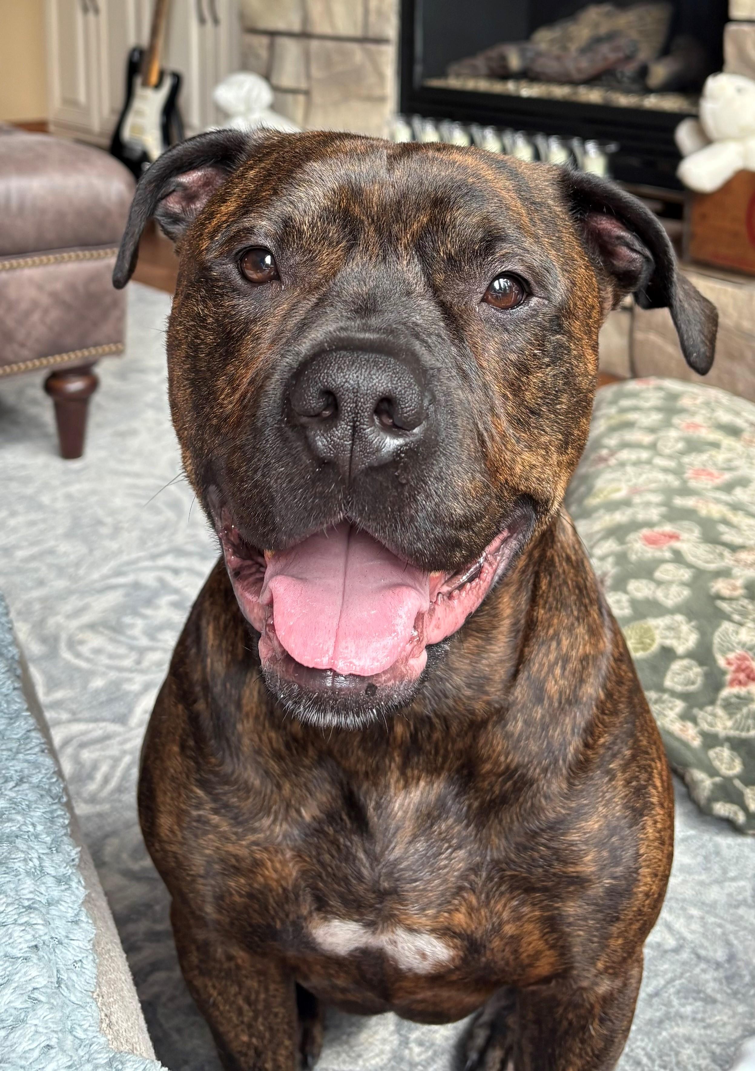 Duke-LAP DOG! Loves to hangout and chill, Adoptable, Adult Male Mixed Breed.