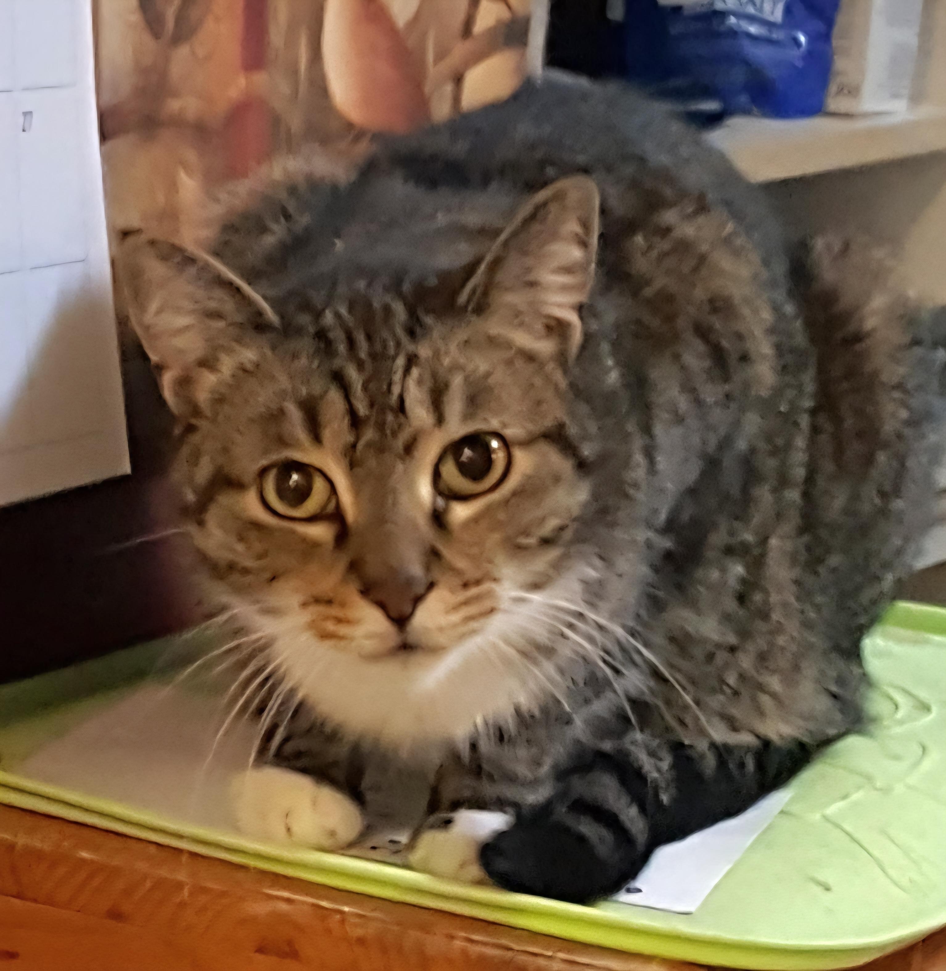 Desdemona, an adoptable Abyssinian in River Forest, IL, 60305 | Photo Image 1