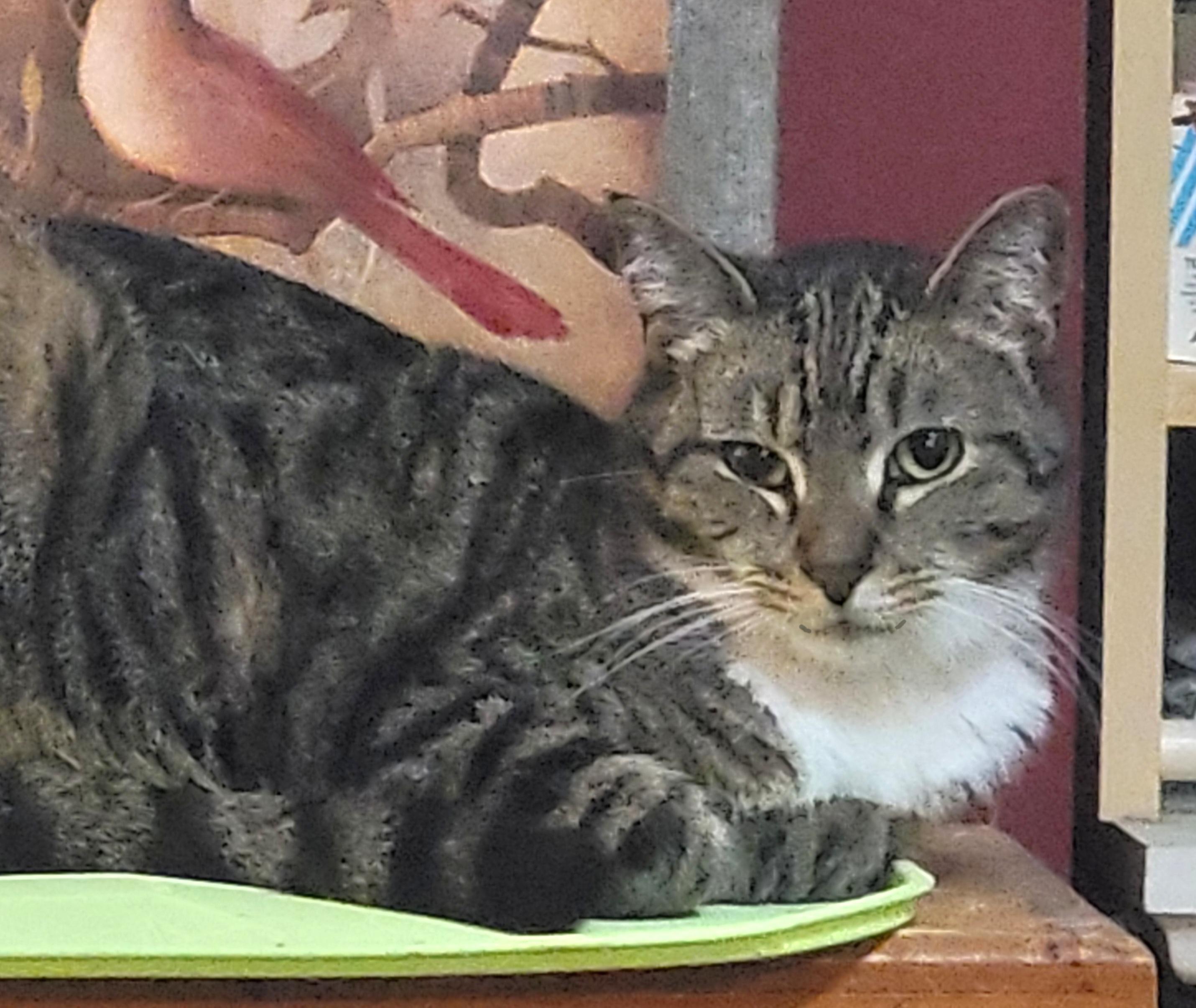 Desdemona thumbnail 5