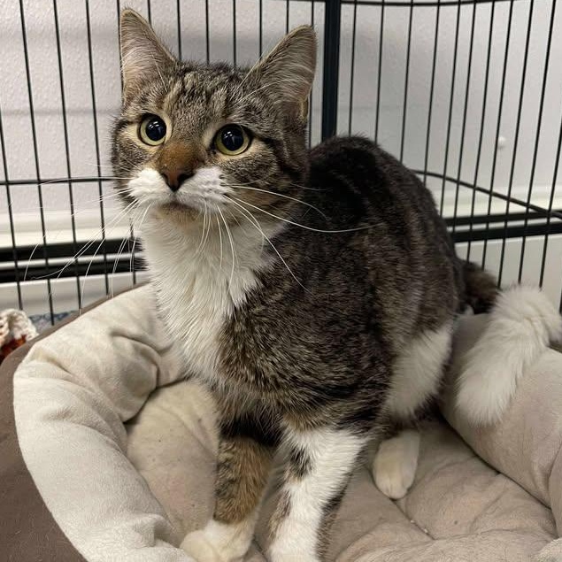 Enlarge Fox, a ADOPTABLE Domestic Short Hair in Winthrop, ME image 2/3