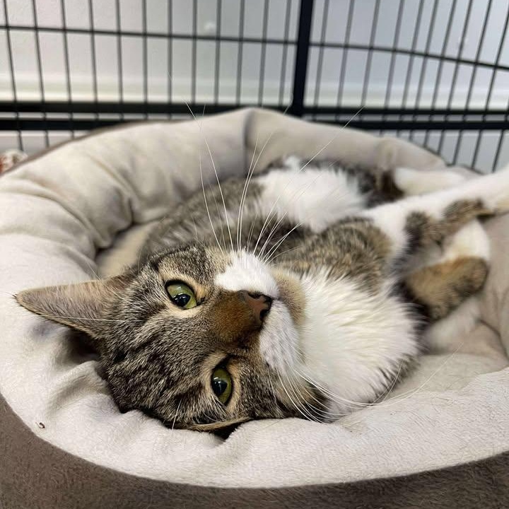 Enlarge Fox, a ADOPTABLE Domestic Short Hair in Winthrop, ME image 1/3