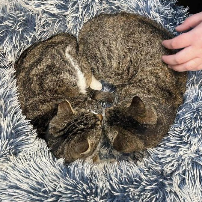 Enlarge Fox, a ADOPTABLE Domestic Short Hair in Winthrop, ME image 3/3