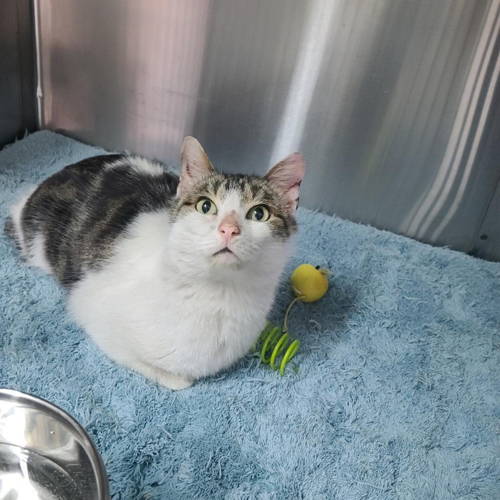 Enlarge Sissy, a Adoptable Domestic Short Hair in Russellville, KY image 1/1