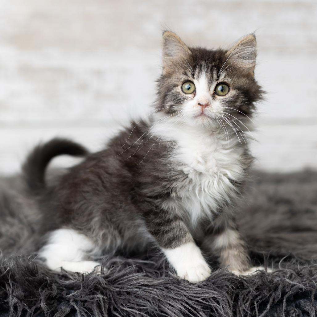 Glitter Sparkle, a Adoptable Domestic Long Hair in St. Paul, MN image 1/5
