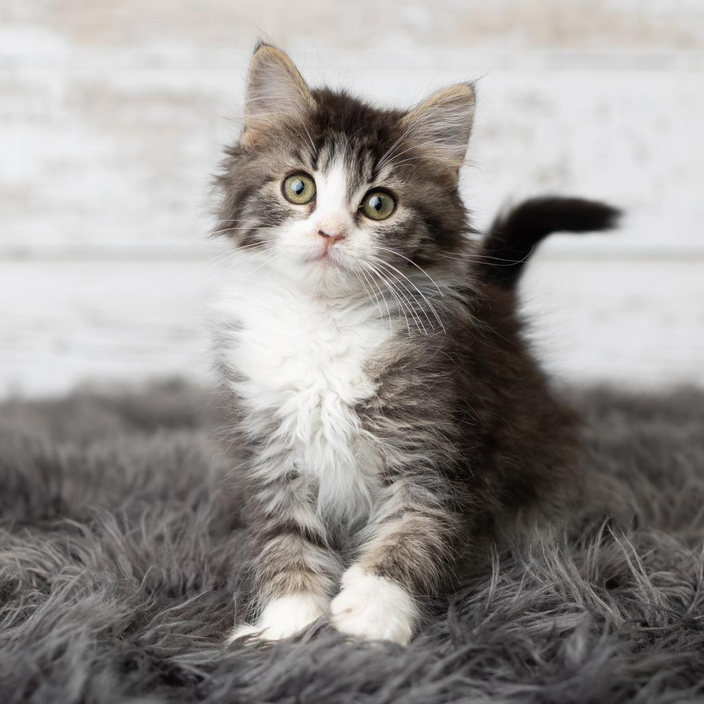 Glitter Sparkle, a Adoptable Domestic Long Hair in St. Paul, MN image 2/5
