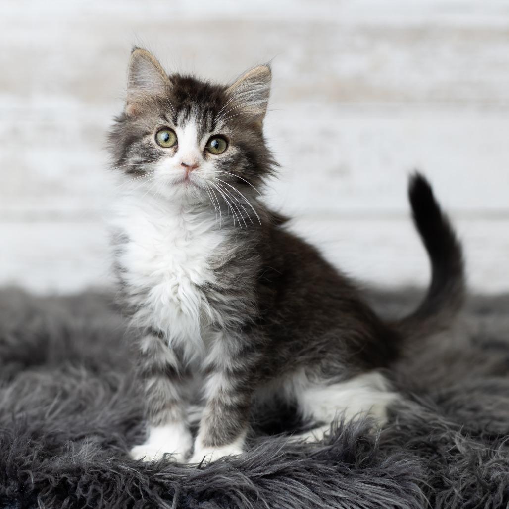 Glitter Sparkle, a Adoptable Domestic Long Hair in St. Paul, MN image 3/5