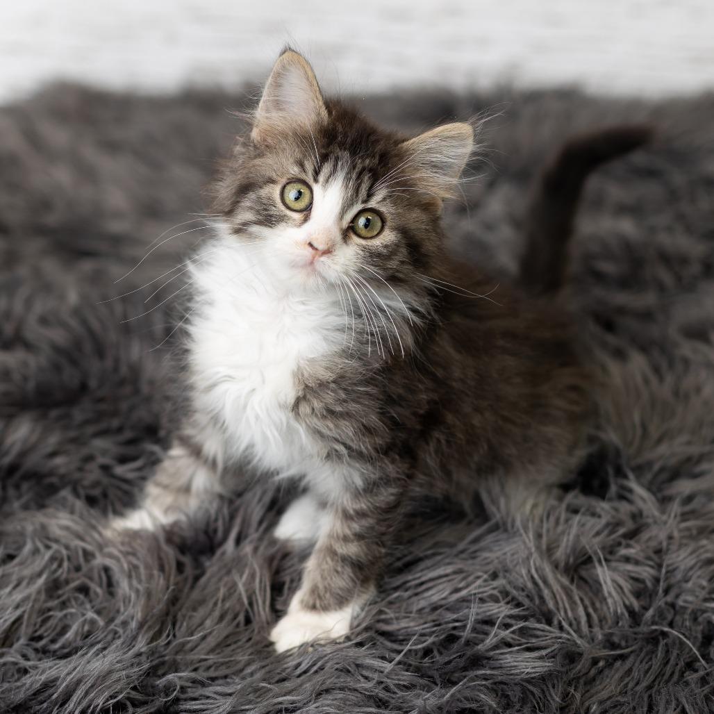 Glitter Sparkle, a Adoptable Domestic Long Hair in St. Paul, MN image 4/5