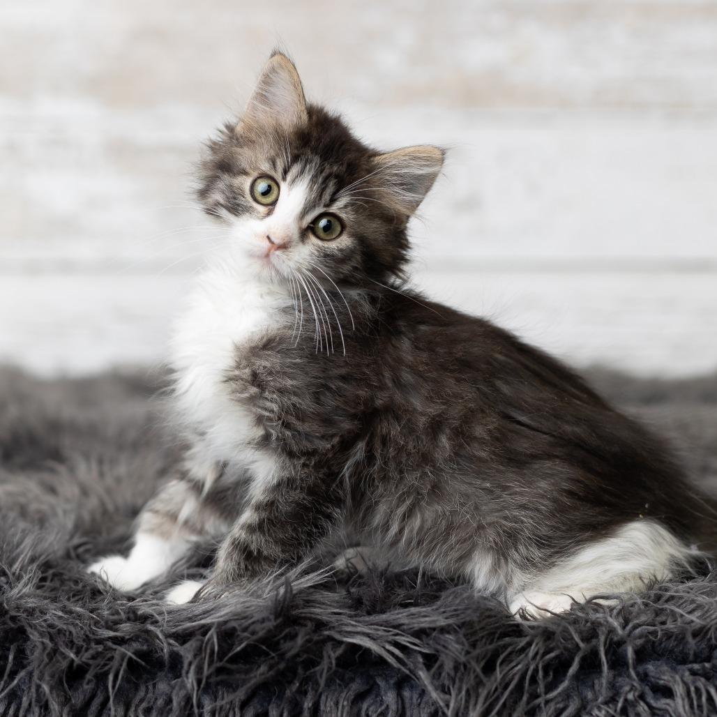 Glitter Sparkle, a Adoptable Domestic Long Hair in St. Paul, MN image 5/5