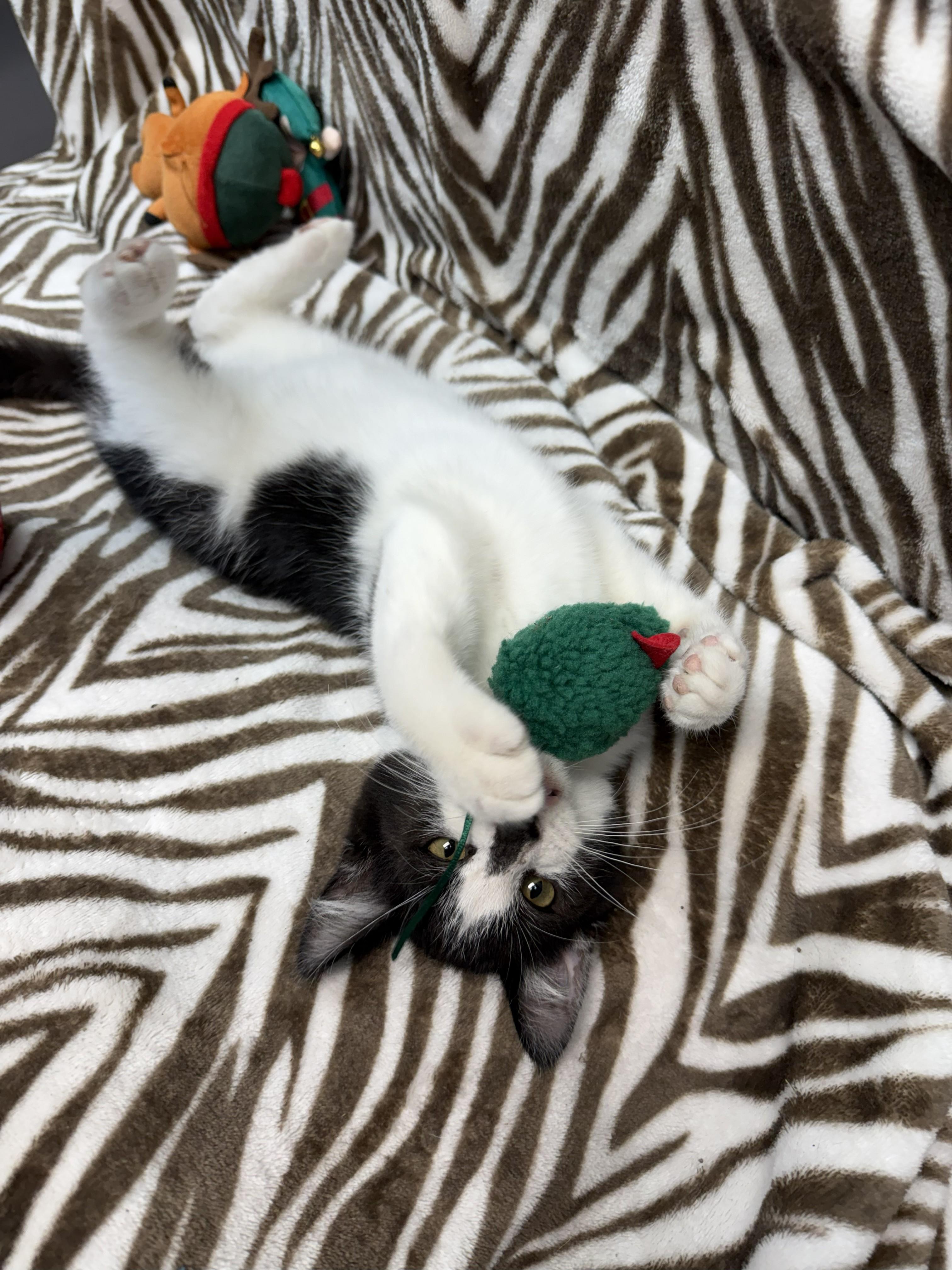 Sylvester, adopted, Kitten Male Domestic Short Hair.