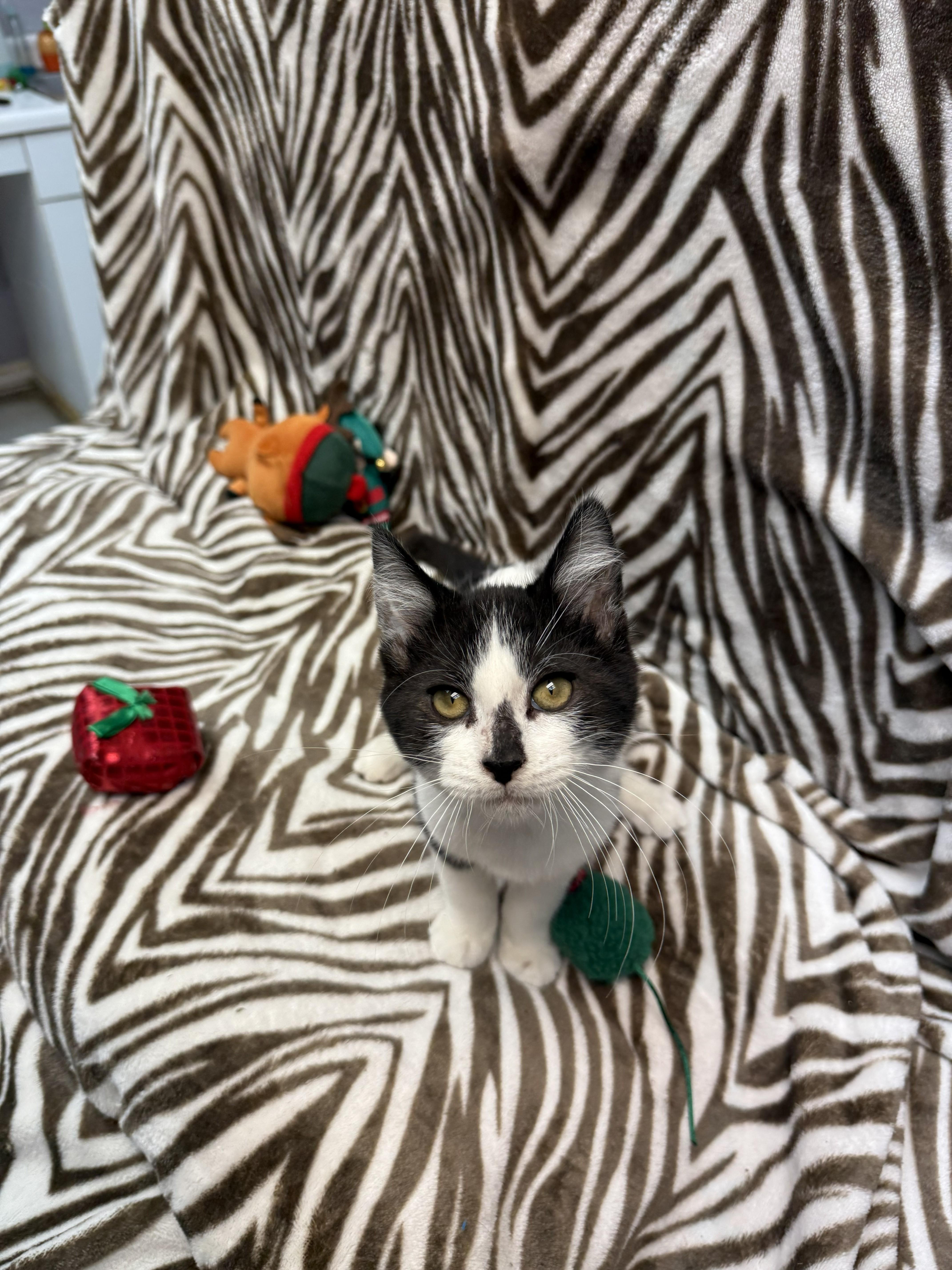 Enlarge Sylvester, an adopted Domestic Short Hair in Rock Falls, IL image 2/3