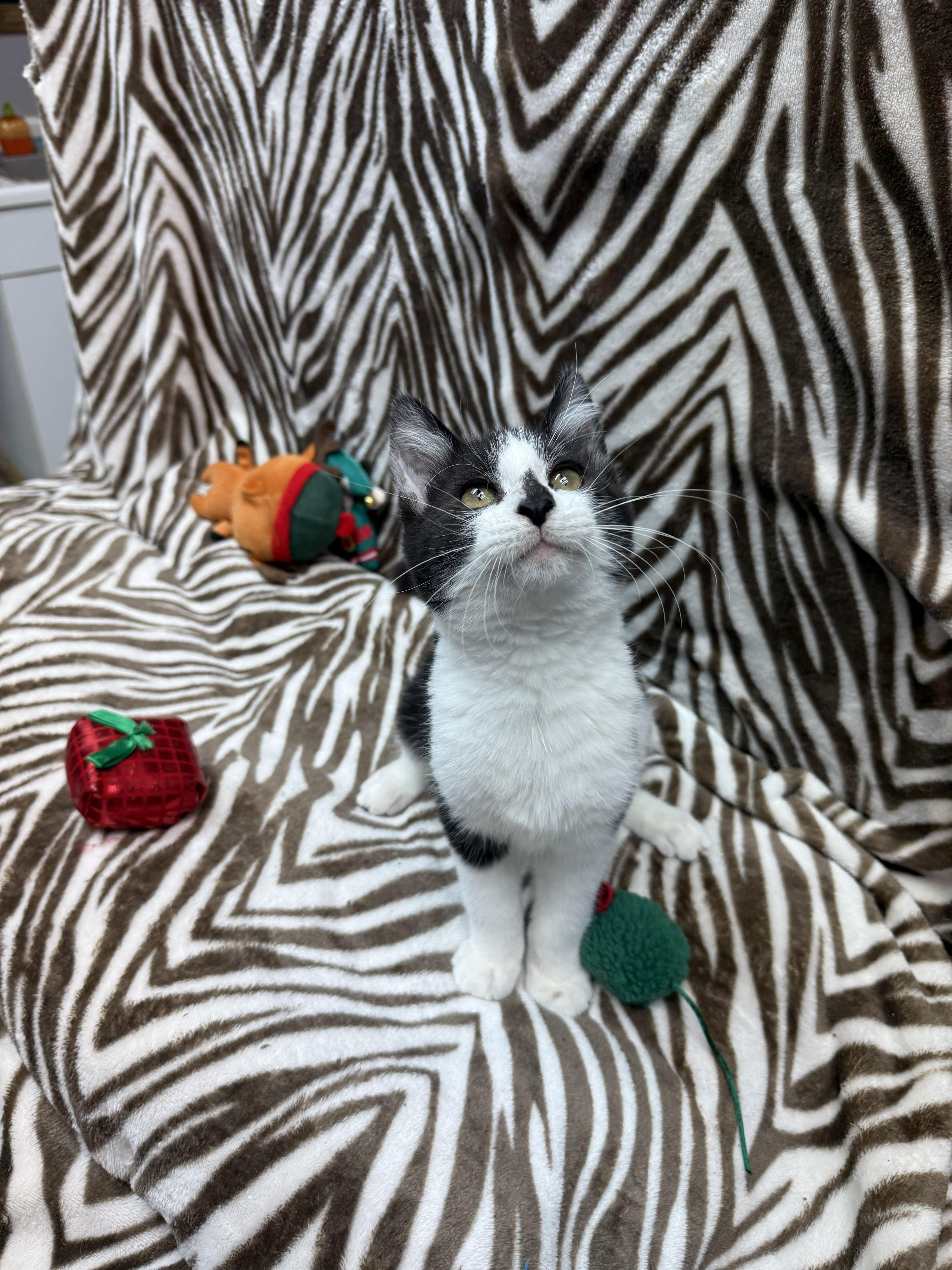 Enlarge Sylvester, an adopted Domestic Short Hair in Rock Falls, IL image 3/3