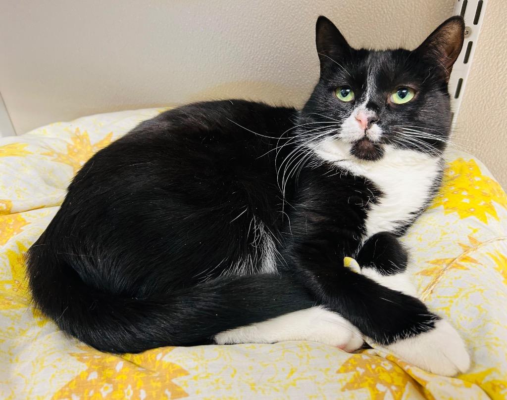 Princess thumbnail 3