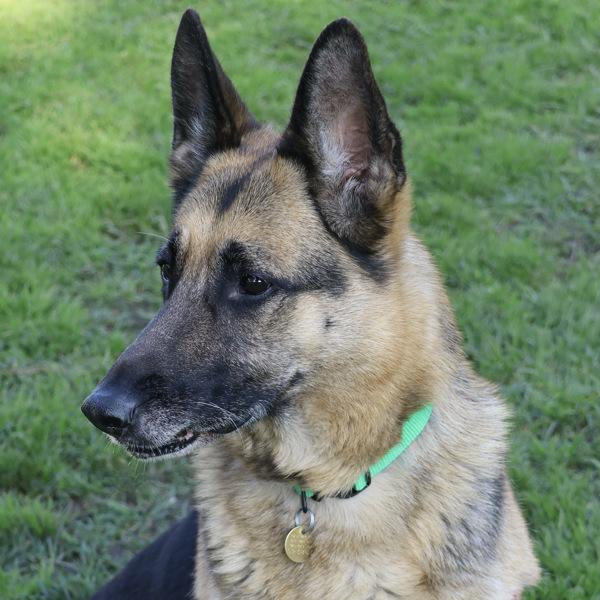 Enlarge Olive, a Adoptable mixed breed in Dublin, CA image 1/6