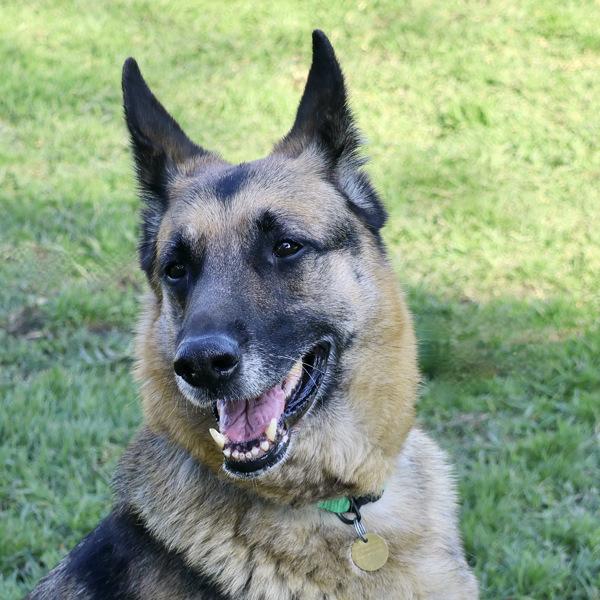 Enlarge Olive, a Adoptable mixed breed in Dublin, CA image 2/6