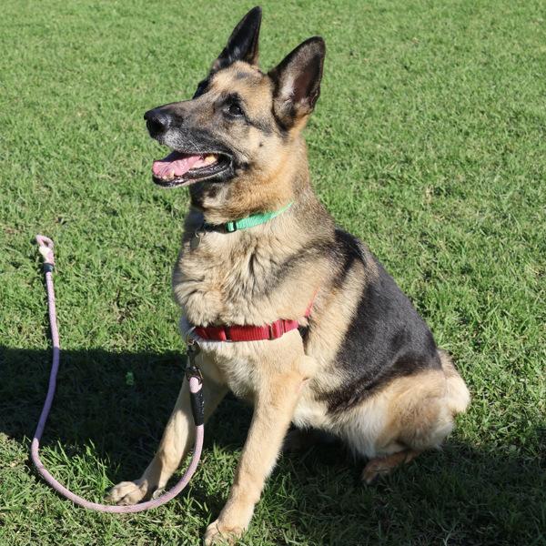 Enlarge Olive, a Adoptable mixed breed in Dublin, CA image 3/6