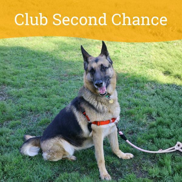 Enlarge Olive, a Adoptable mixed breed in Dublin, CA image 5/6