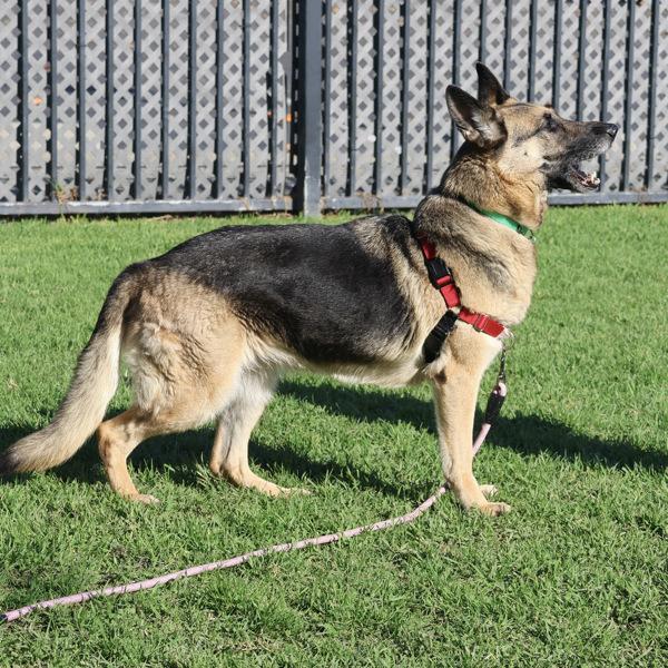 Enlarge Olive, a Adoptable mixed breed in Dublin, CA image 6/6
