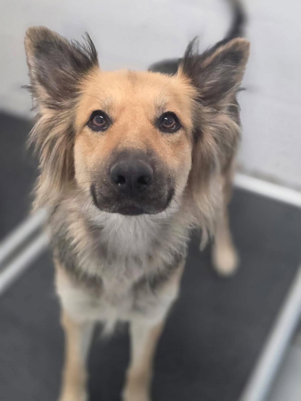 Hannah, a Adoptable mixed breed in Roseburg, OR image 5/6