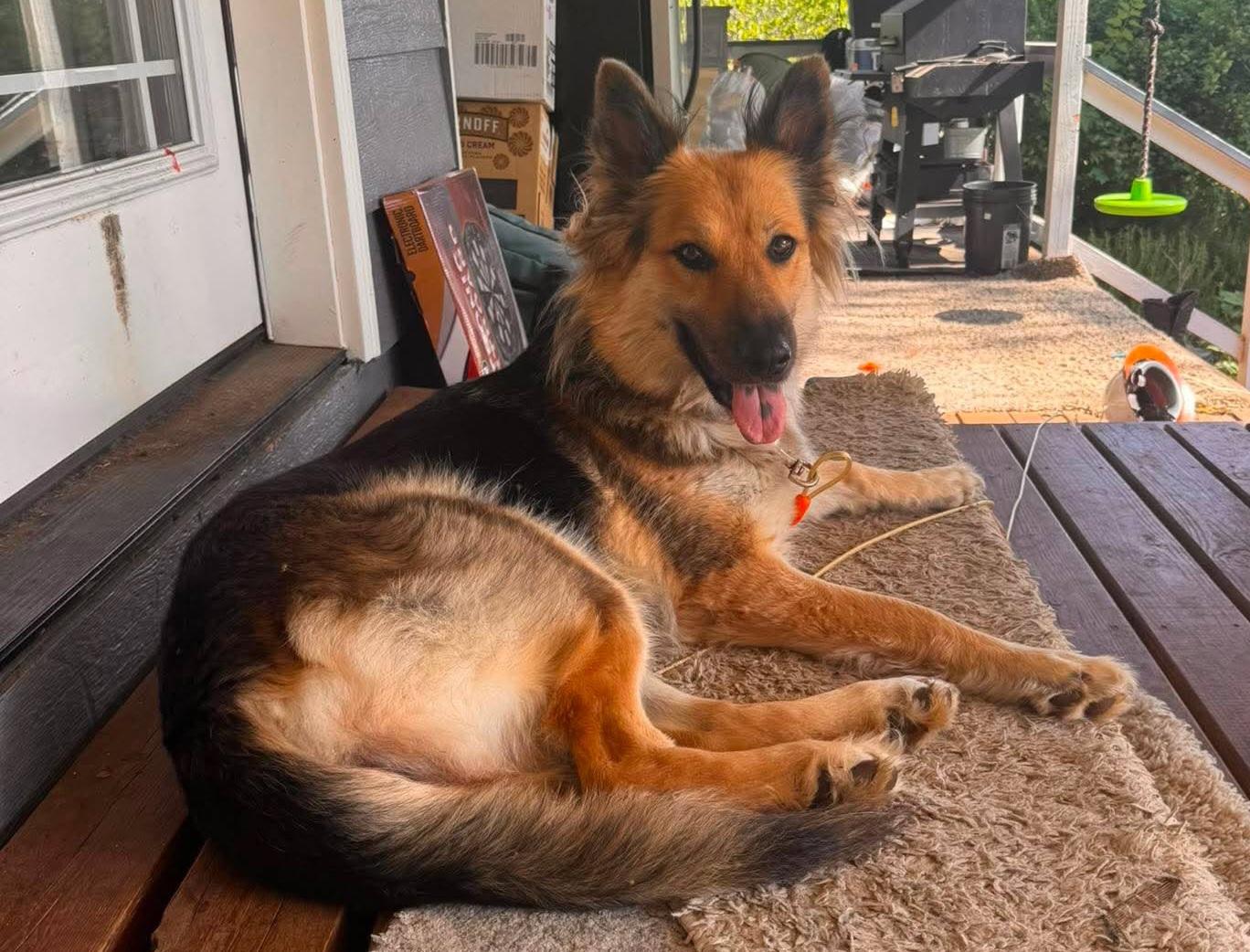 Hannah, a Adoptable mixed breed in Roseburg, OR image 2/6