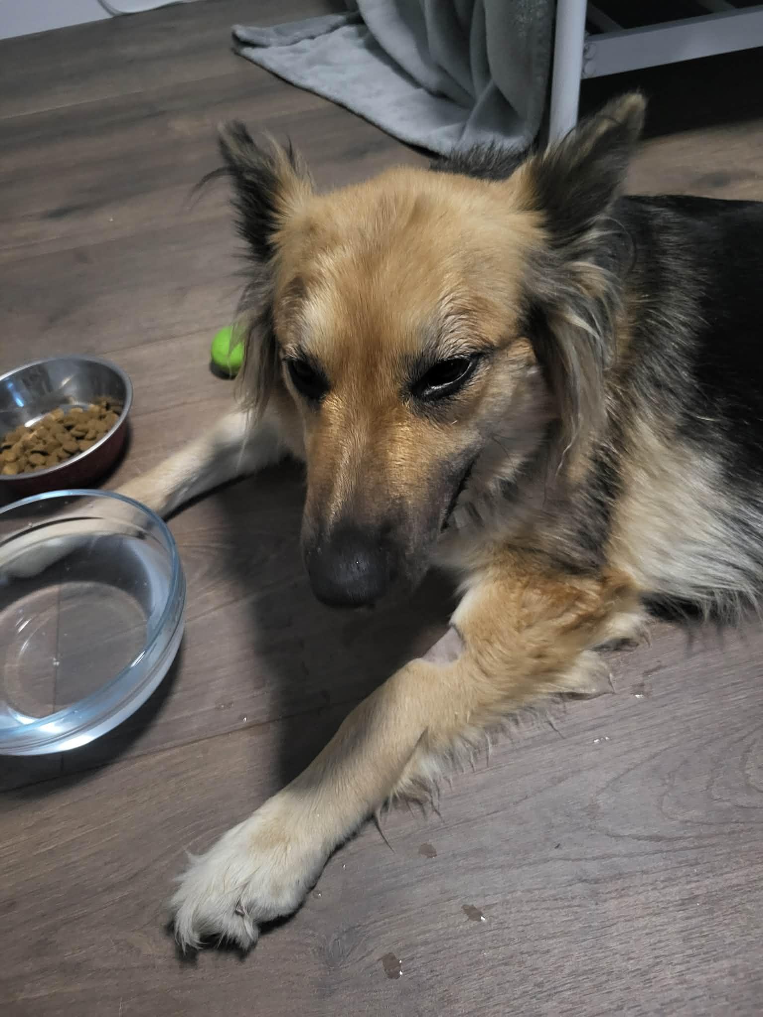 Hannah, a Adoptable mixed breed in Roseburg, OR image 4/6