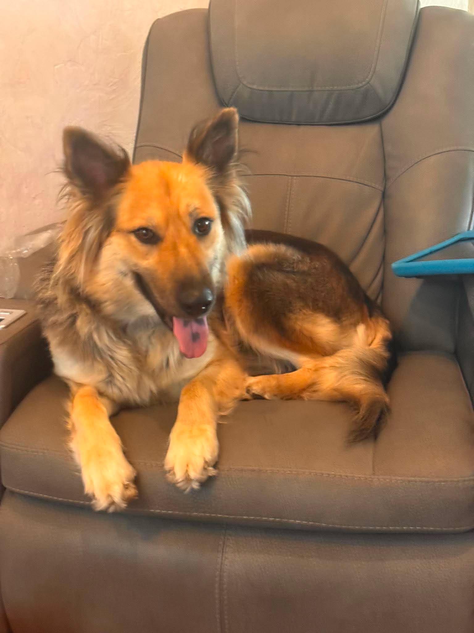 Hannah, Adoptable, Adult Female German Shepherd Dog.