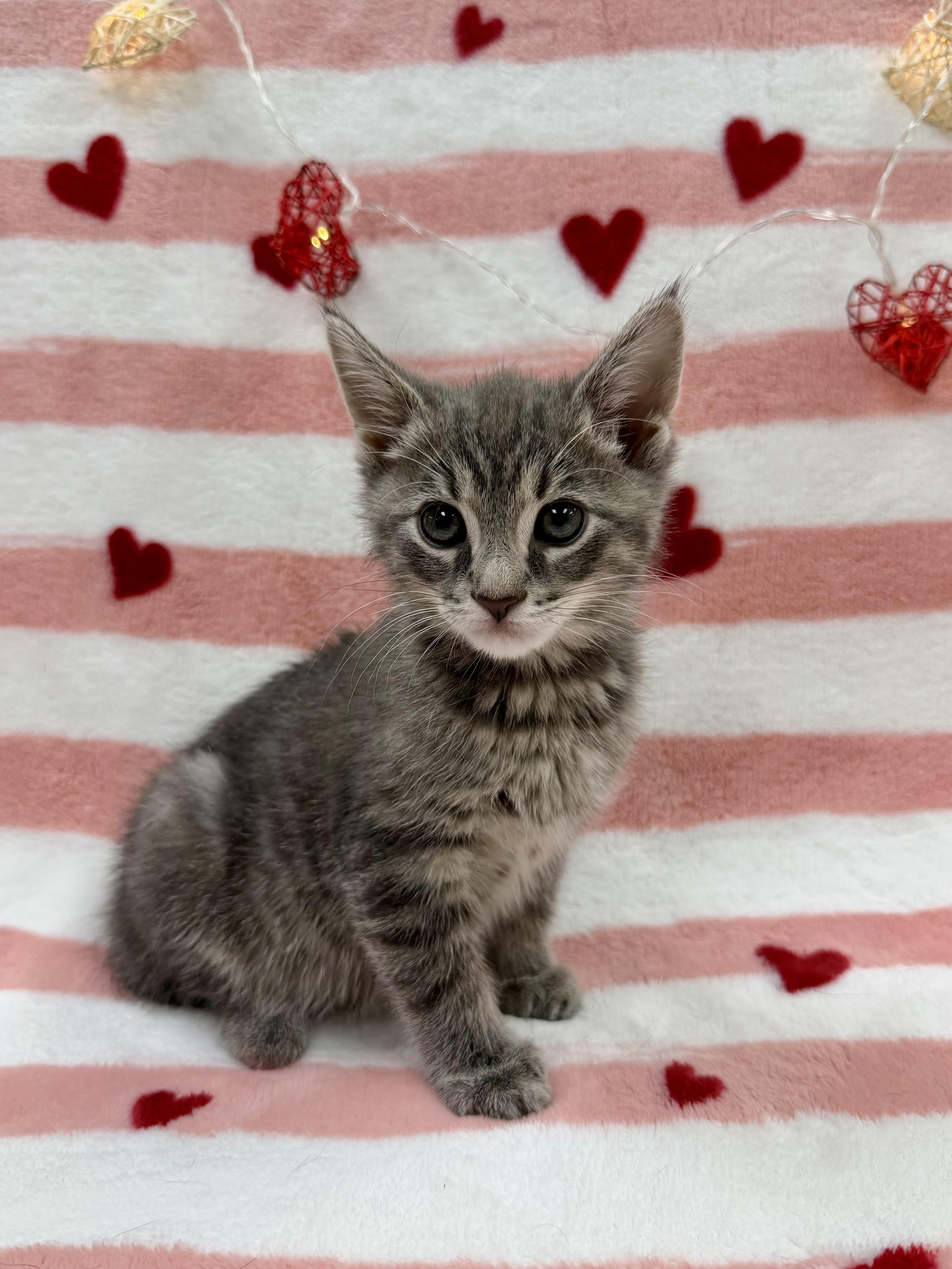 Enlarge Sven, an adopted Domestic Short Hair in Columbus, OH image 1/3