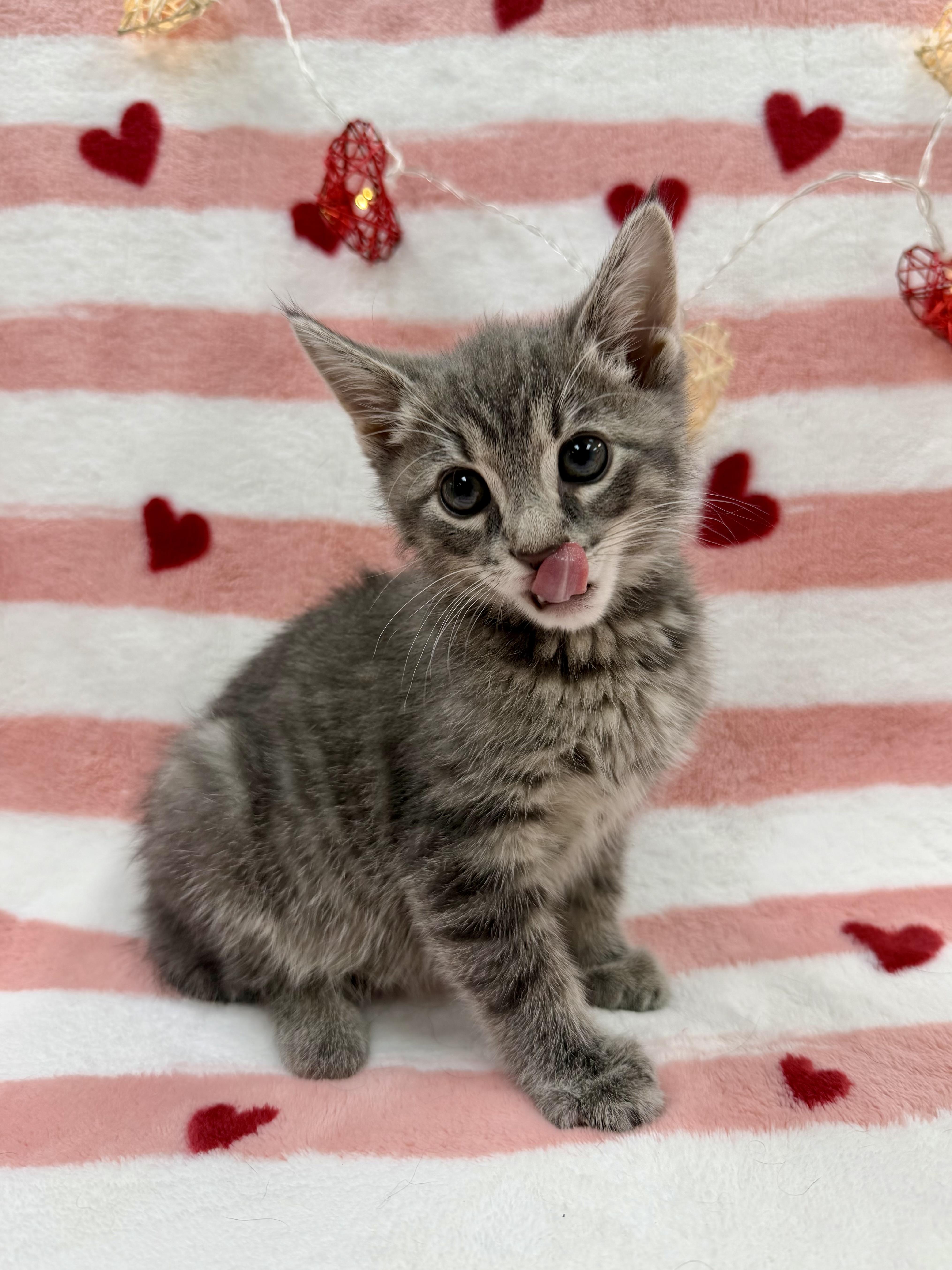 Enlarge Sven, an adopted Domestic Short Hair in Columbus, OH image 2/3