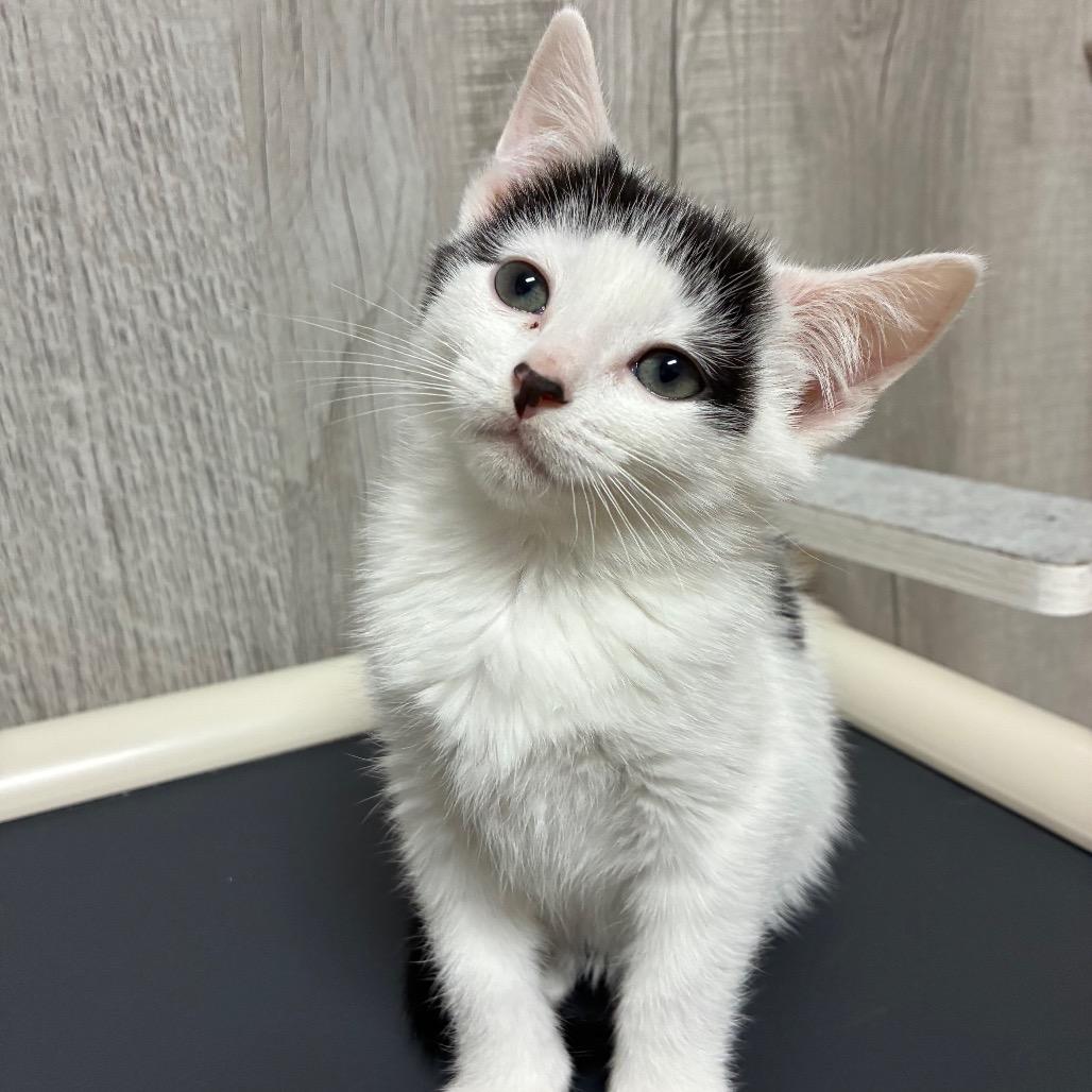 Enlarge Pinky, a Adoptable Domestic Short Hair in Franklin, NC image 1/1