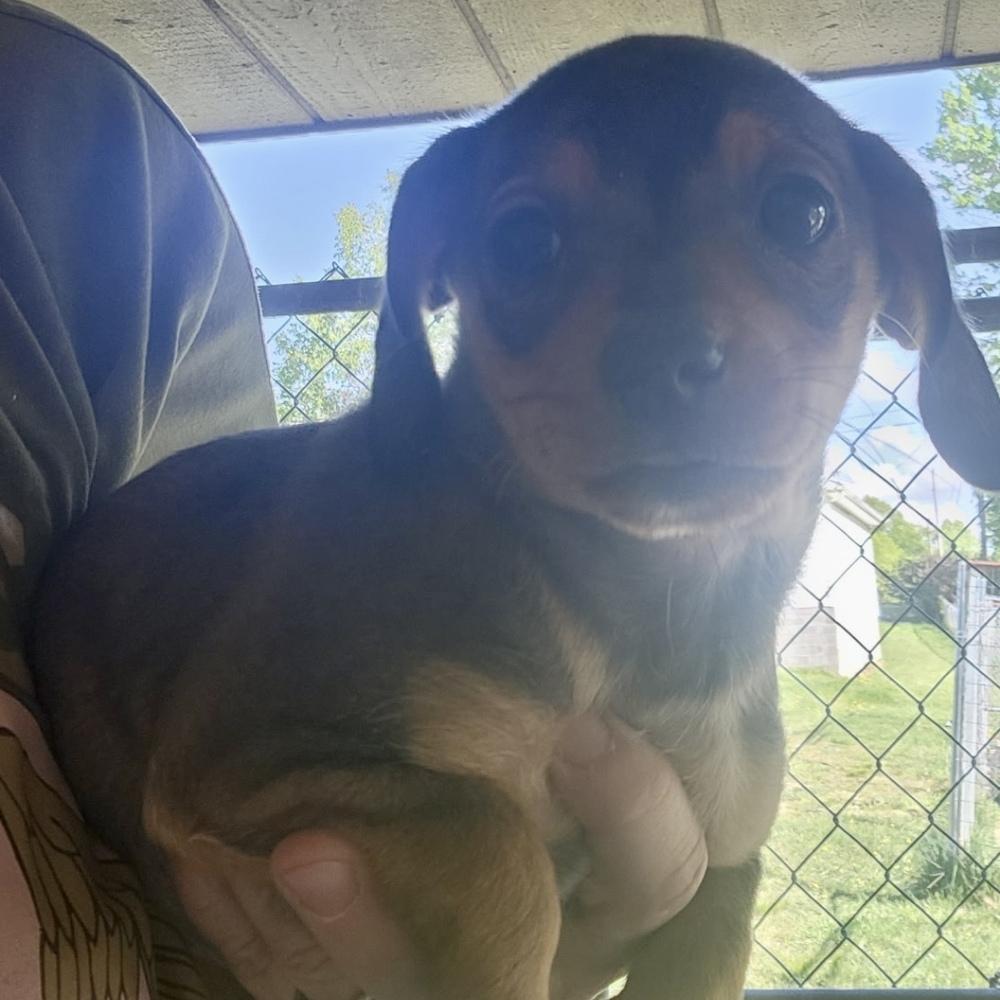 Enlarge AAD Upcoming Arrival! Tinkerbell - 26069, a Adoptable mixed breed in Armonk, NY image 1/1