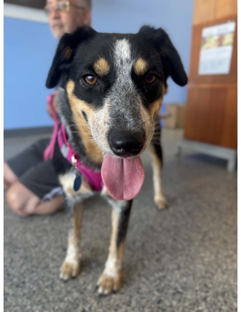 Bluey, Adoptable, Young Female Australian Cattle Dog / Blue Heeler & Australian Cattle Dog / Blue Heeler.