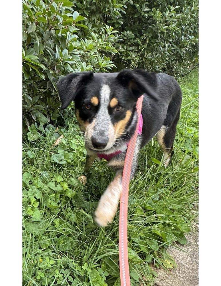Bluey, a Adoptable mixed breed in Greenbelt, MD image 2/5