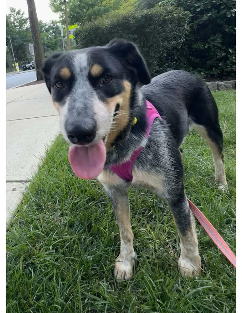 Bluey, a Adoptable mixed breed in Greenbelt, MD image 3/5