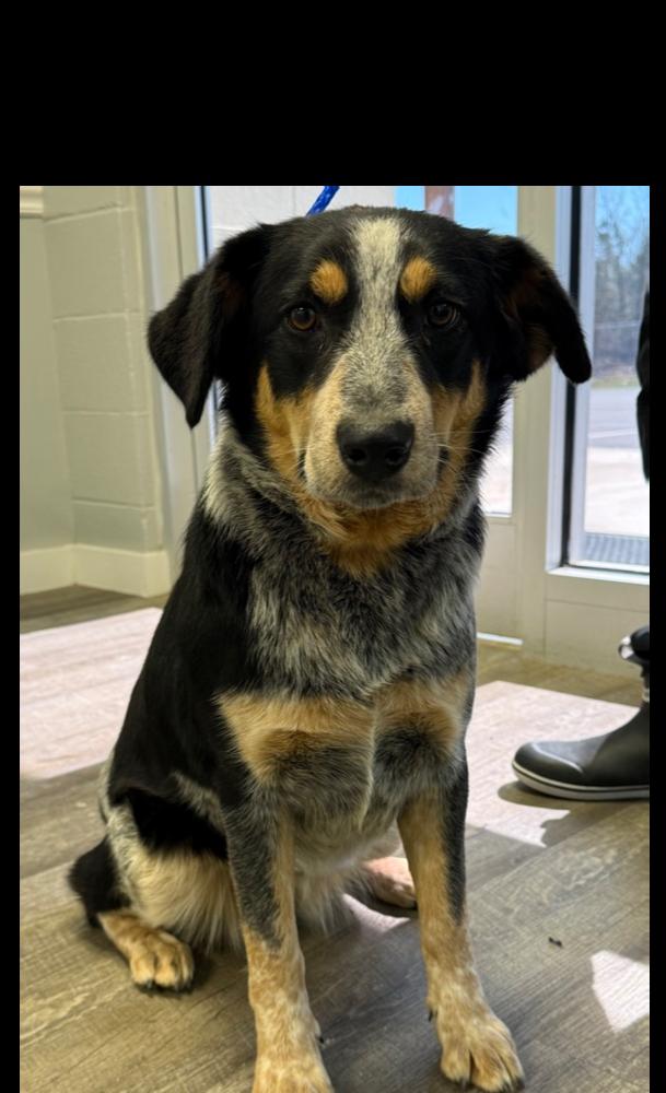 Bluey, a Adoptable mixed breed in Greenbelt, MD image 4/5