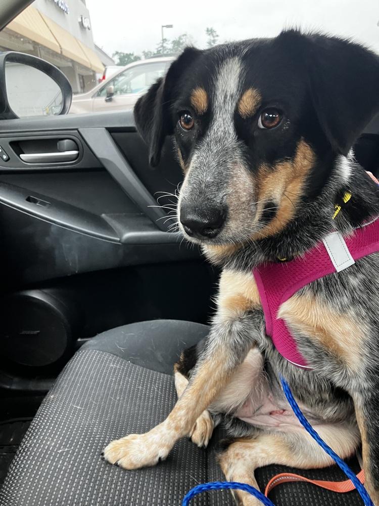Bluey, a Adoptable mixed breed in Greenbelt, MD image 5/5